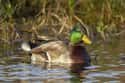 Mallard Ducks Get Physically Violent With Females, So Females Have A Secret Weapon on Random Bird Facts That Are Straight Up Terrifying