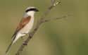 Shrikes Impale Their Prey With Thorns on Random Bird Facts That Are Straight Up Terrifying