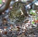 Bassian Thrushes Hunt By Farting on Random Bird Facts That Are Straight Up Terrifying
