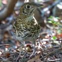 Bassian Thrushes Hunt By Farting on Random Bird Facts That Are Straight Up Terrifying