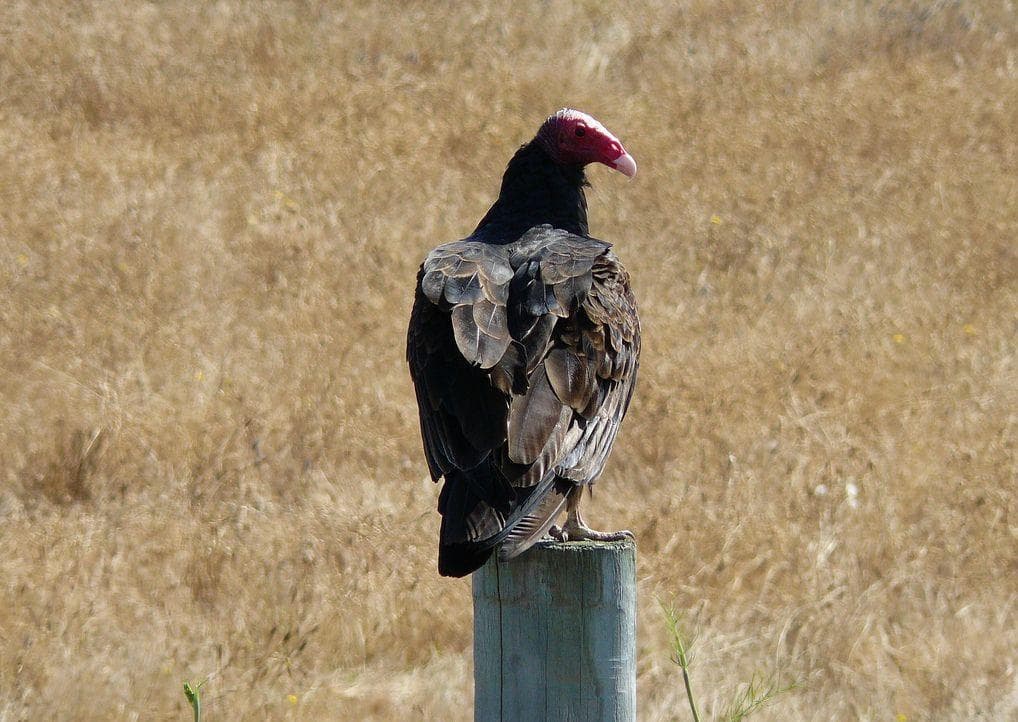 Bird Facts That Are Straight Up Terrifying