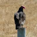 Turkey Vultures Projectile Vomit At Predators on Random Bird Facts That Are Straight Up Terrifying
