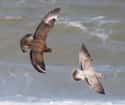 Skuas Chase Other Birds Until They Vomit... Then Eat The Vomit on Random Bird Facts That Are Straight Up Terrifying