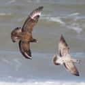 Skuas Chase Other Birds Until They Vomit... Then Eat The Vomit on Random Bird Facts That Are Straight Up Terrifying