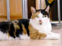 Almost All Calico Cats Are Female on Random Animal Facts That Sound Fake, But Are 100% Legit
