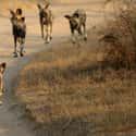 Packs Contain Six To Twenty Members And Are Led By Monogamous Breeding Pair on Random Things About African Dogs Prove They Are Actually Social And Affectionate Pups