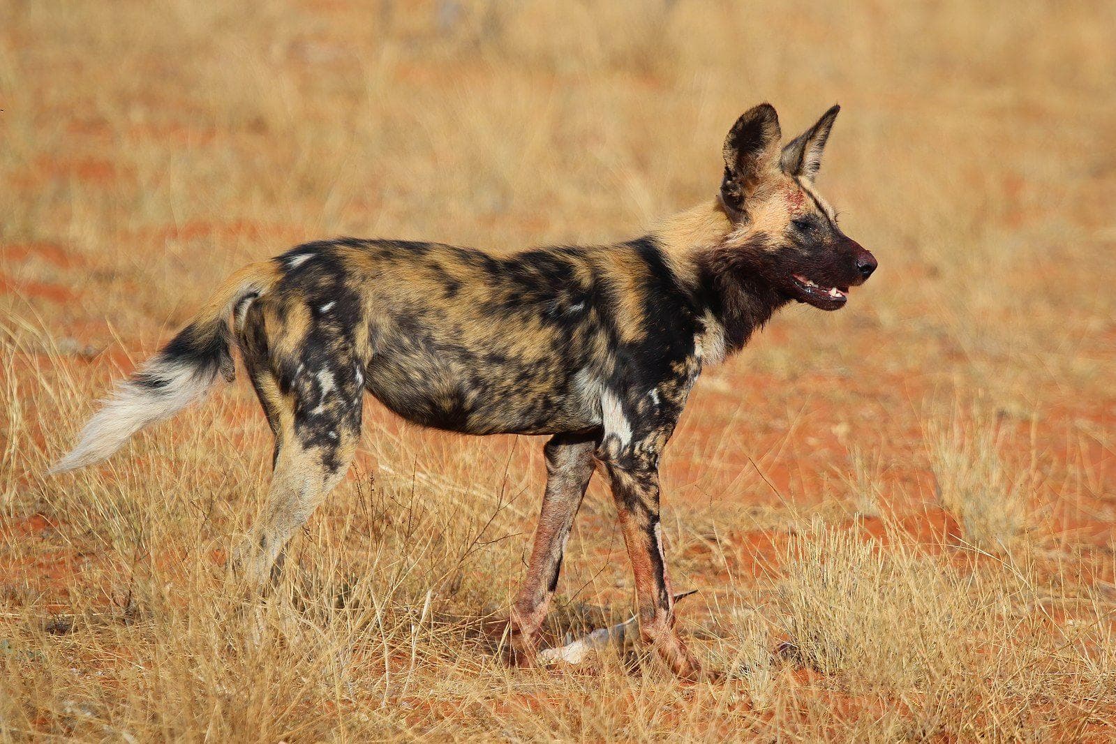 Image of Random Things About African Dogs Prove They Are Actually Social And Affectionate Pups