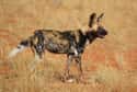 African Wild Dogs Are The Definition Of Teamwork on Random Things About African Dogs Prove They Are Actually Social And Affectionate Pups