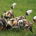 Packs Hunt Cooperatively With Finely Tuned Choreography on Random Things About African Dogs Prove They Are Actually Social And Affectionate Pups