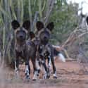 Endangered African Wild Dogs Are Forced To Stick Together Now More Than Ever on Random Things About African Dogs Prove They Are Actually Social And Affectionate Pups