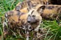 Each Wild Dog Has Its Own Unique Coat Pattern Which Helps Other Pack Members Recognize Them on Random Things About African Dogs Prove They Are Actually Social And Affectionate Pups