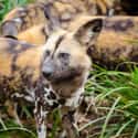 Each Wild Dog Has Its Own Unique Coat Pattern Which Helps Other Pack Members Recognize Them on Random Things About African Dogs Prove They Are Actually Social And Affectionate Pups