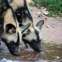 The Females Leave To Search For Mates Instead Of The Males on Random Things About African Dogs Prove They Are Actually Social And Affectionate Pups