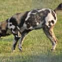 Researchers Believe Compatibility Play A Part In Pack Formation on Random Things About African Dogs Prove They Are Actually Social And Affectionate Pups