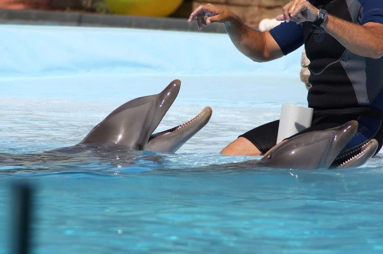 Flipper Died By Refusing To Breathe While In Her Trainer&#39;s Arms