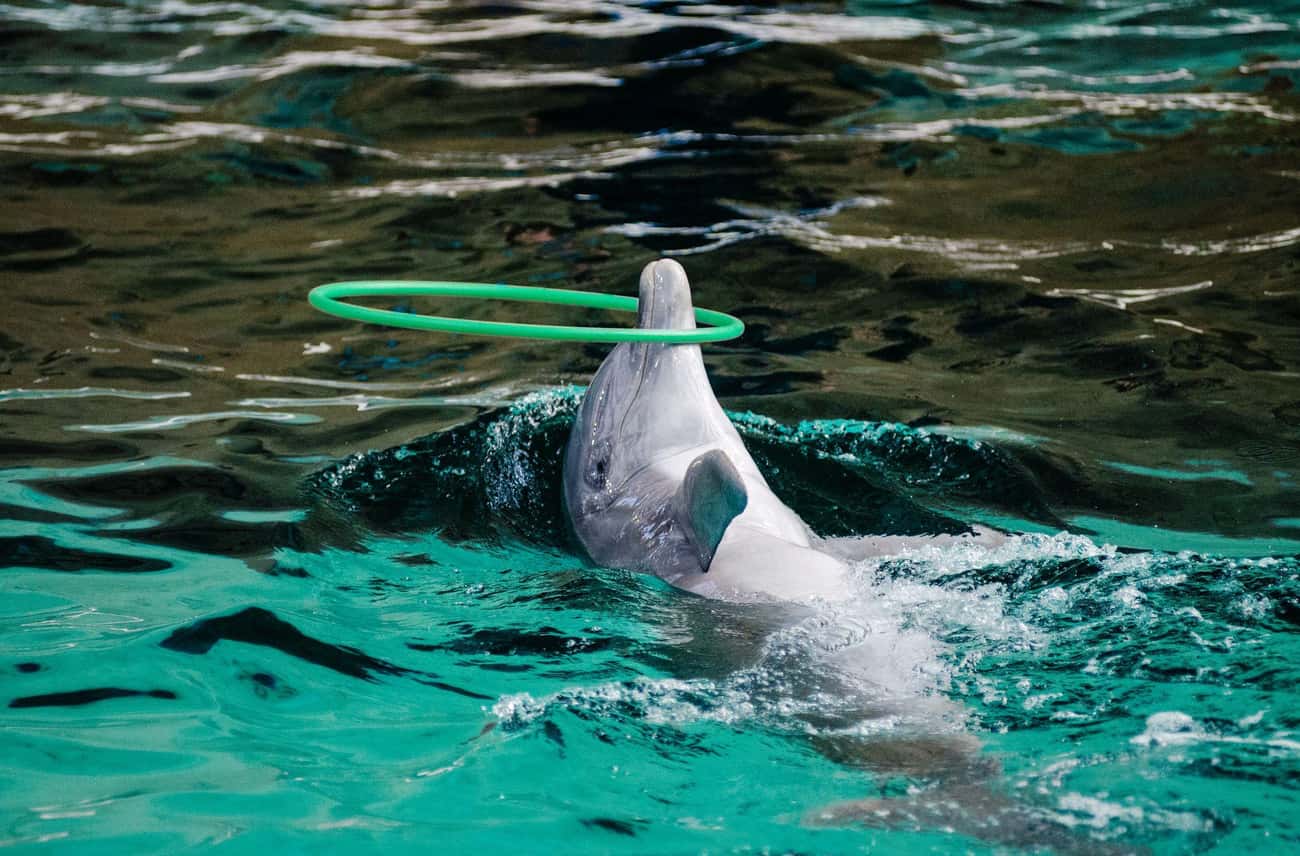 Dolphin Suicides Involve Obvious Signs Of Depression
