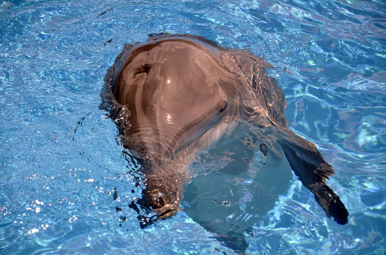 Scientists Claim That Dolphins Are Cognitively Capable Of Committing Suicide