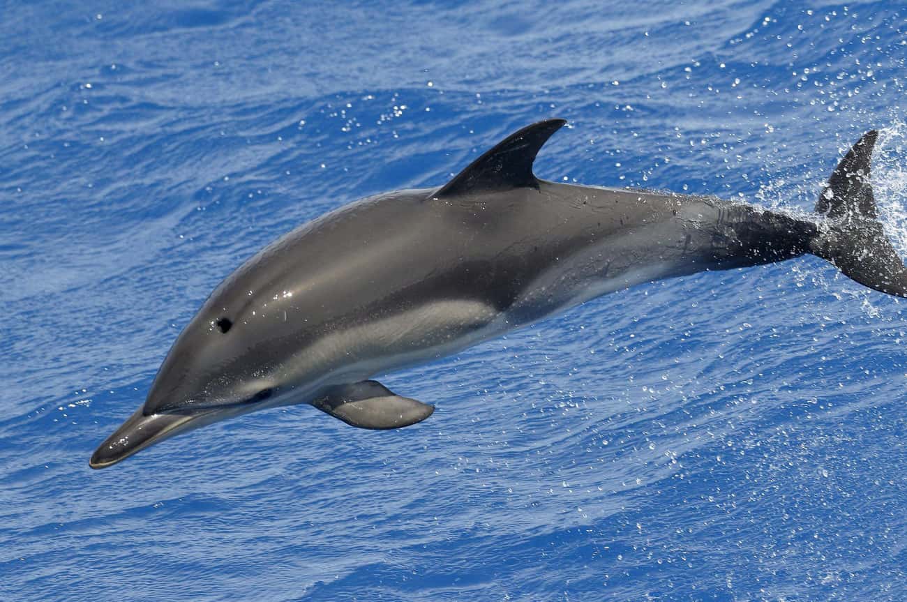 A Dolphin's Refusal To Breathe Is A Conscious Activity