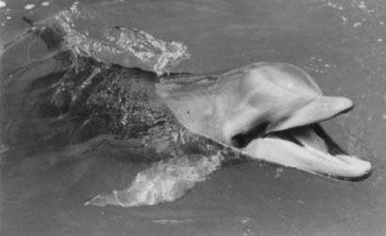 The Dolphin&#39;s Name Was Kathy And She Was Taken From The Wild To Be Trained For Film