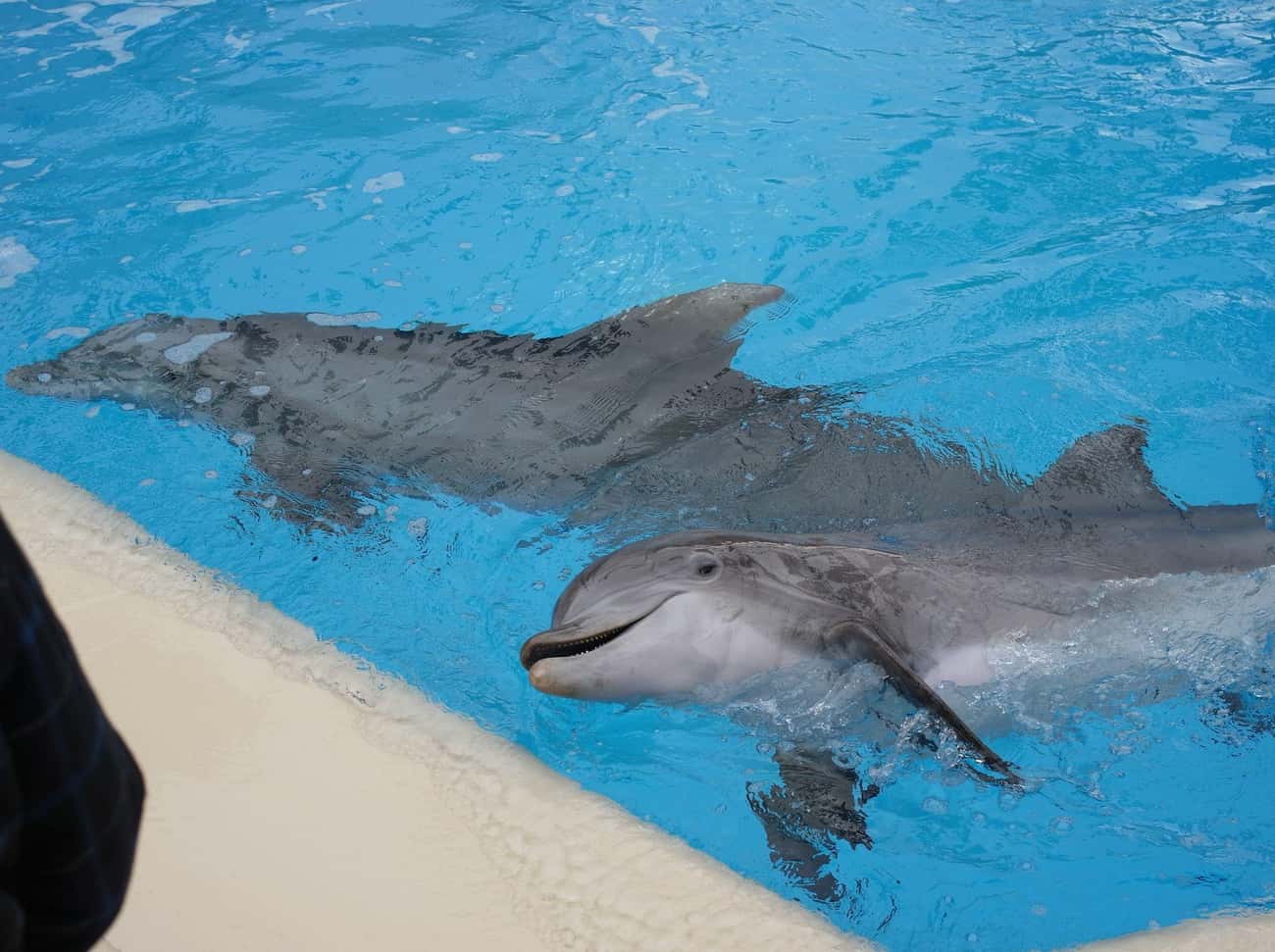A Total Of Five Different Dolphins Were Captured And Used In The Flipper Television Series