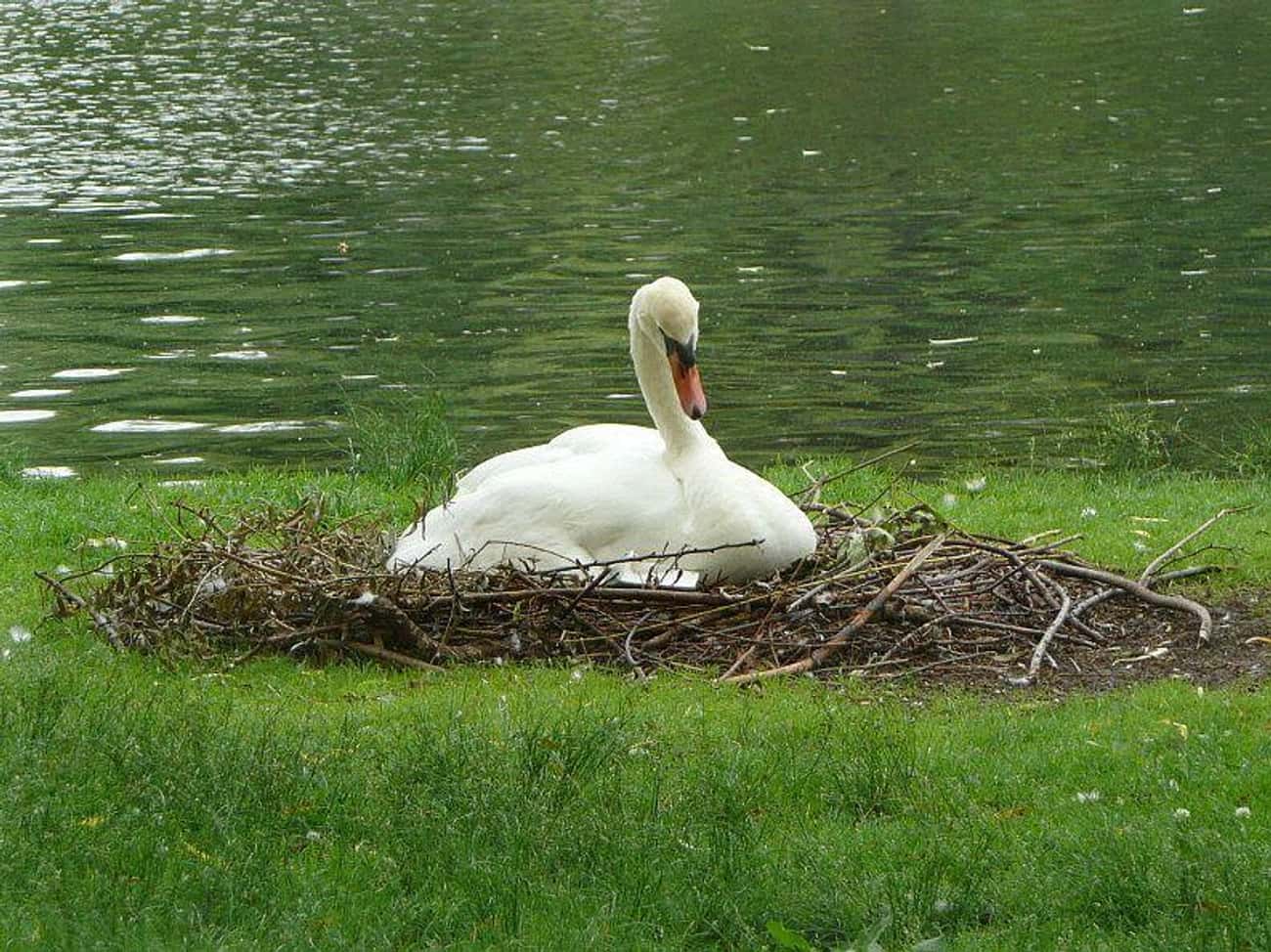 Don't Mess With A Swan During Nesting Season