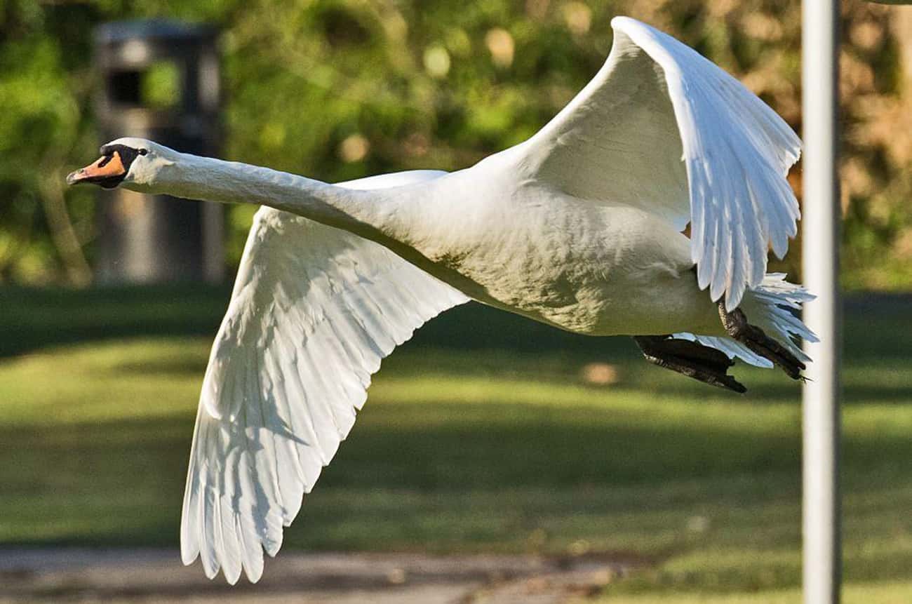 Swans Can Get Lead Poisoning
