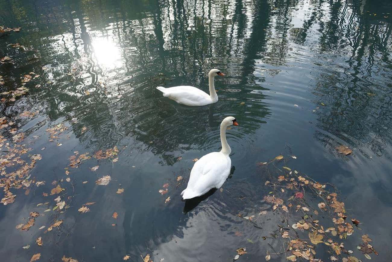 Swans Aren't Eco-Friendly