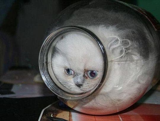 The Disturbing History of the Bonsai Kitten Meme