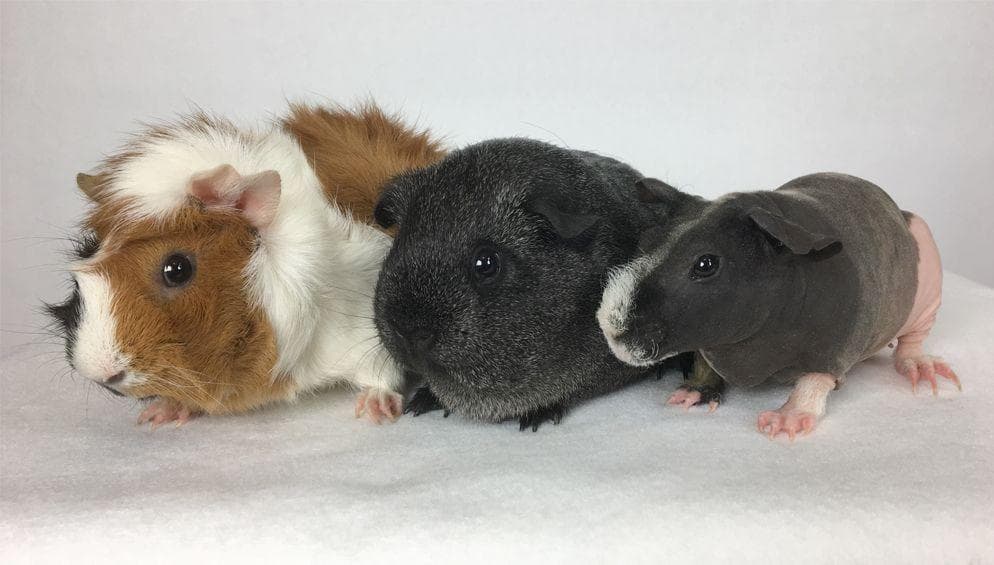 Скрещивание морских свинок. Схема скрещивая морских свинок. Схема скрещивания морских свинок. Окрасы морских свинок. При скрещивании двух дигетерозигот.