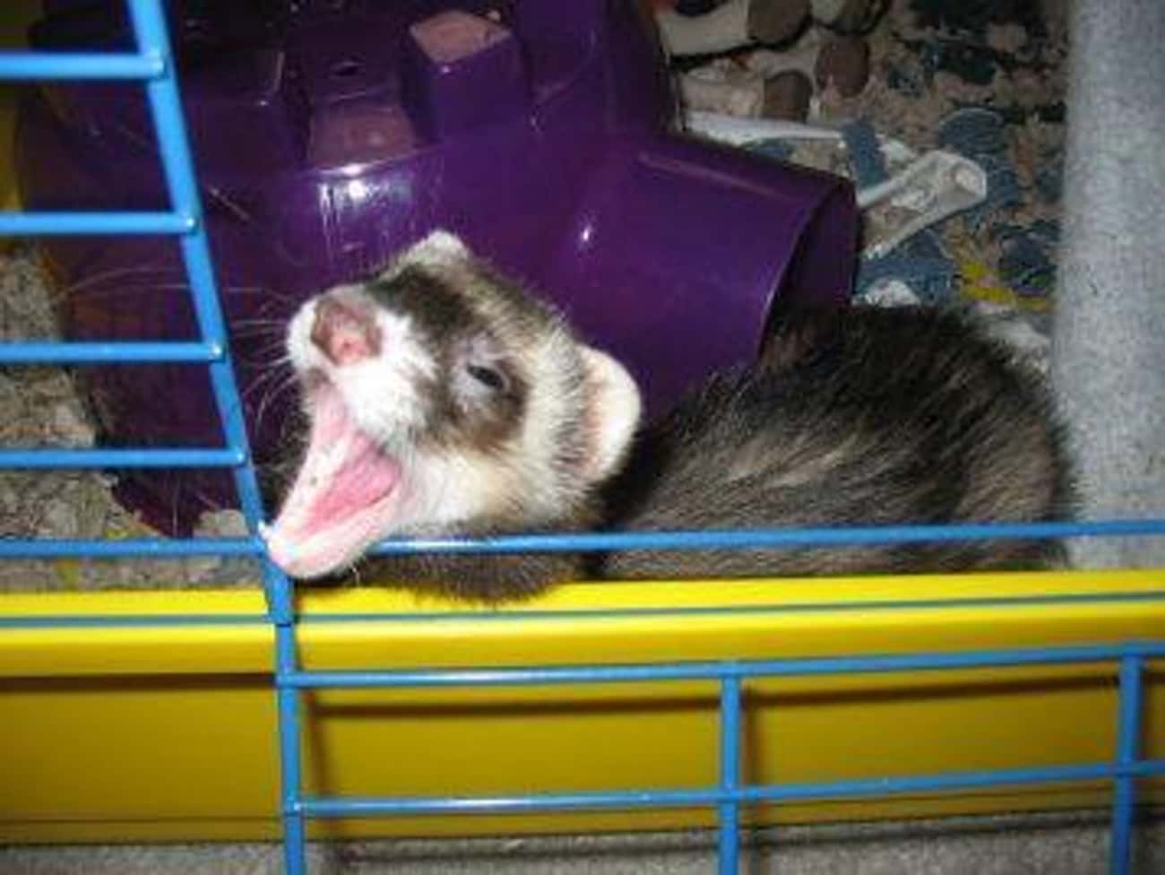 Put A Ferret Down Your Pants Because Of Course You Should