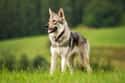 Wolf Dogs on Random Pets That Are Banned Around World And Why