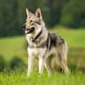 Wolf Dogs on Random Pets That Are Banned Around World And Why