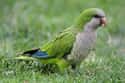 Quaker Parrots on Random Pets That Are Banned Around World And Why