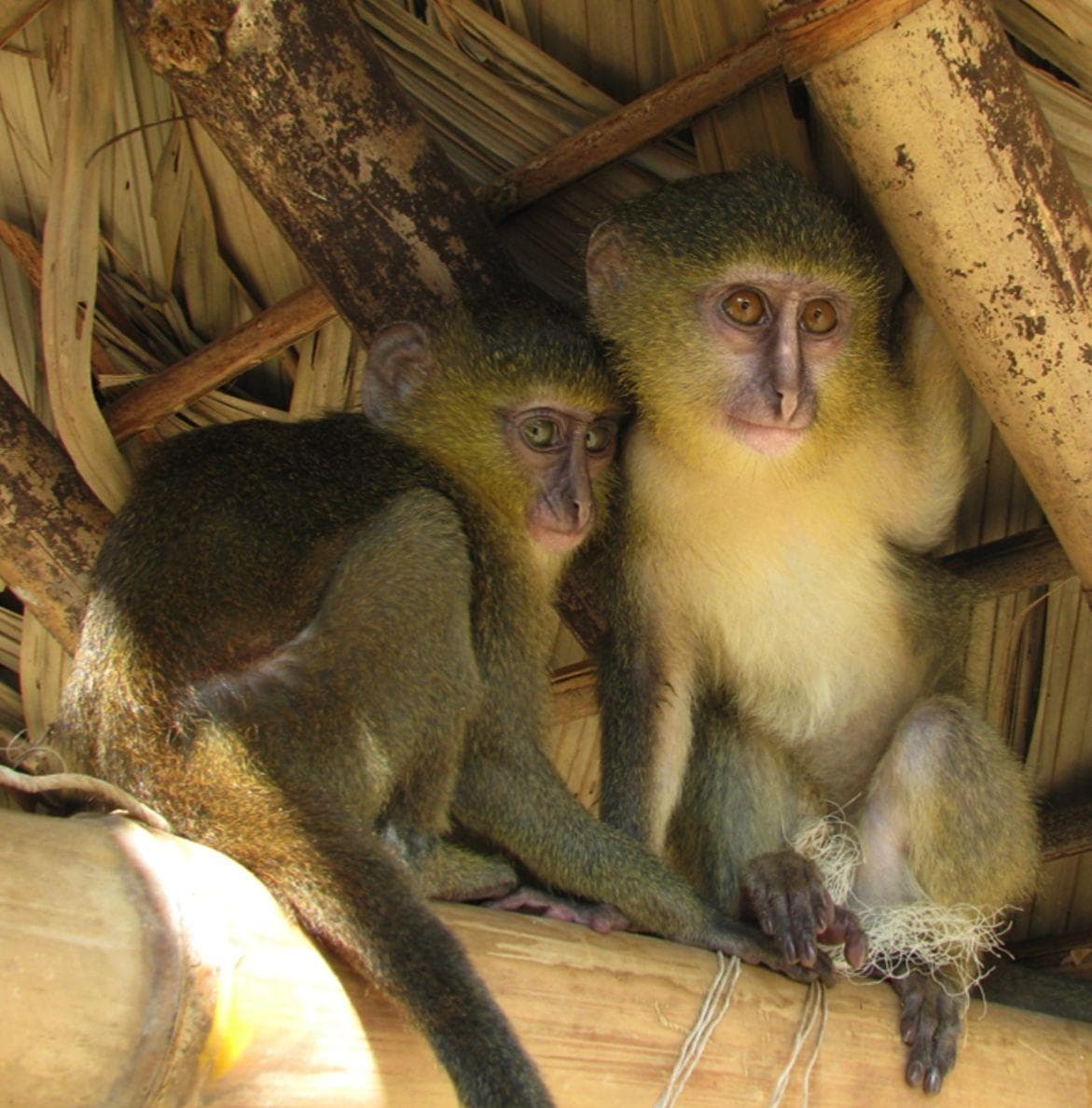 10 Fascinating Facts About The Newly Discovered Lesula Monkeys