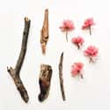 Flower Power on Random Pictures Show What Pre-Schoolers Carry In Their Pockets