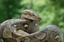 Snakes on Random Pets That Are Banned Around World And Why