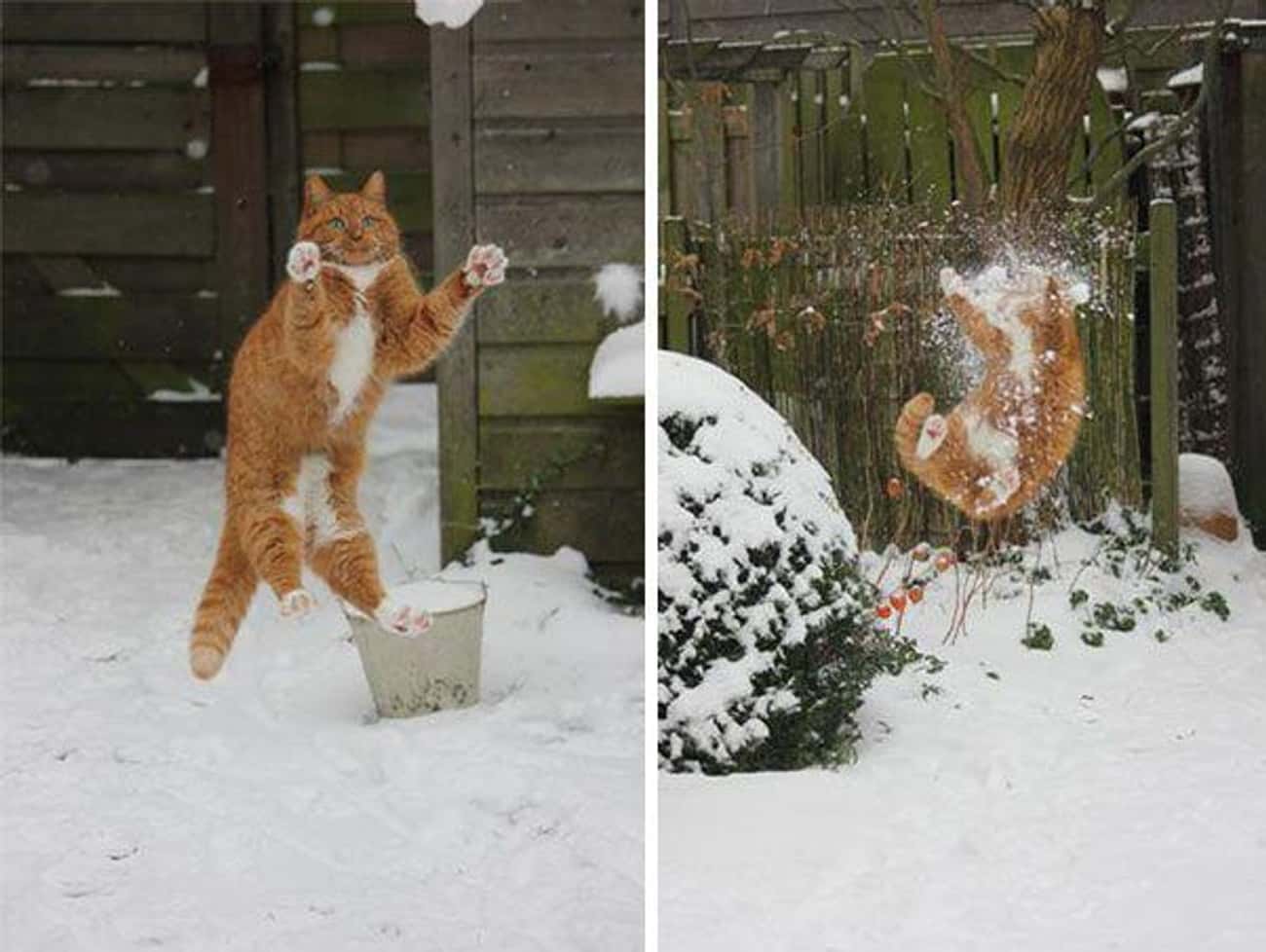 Коты зимой юмор