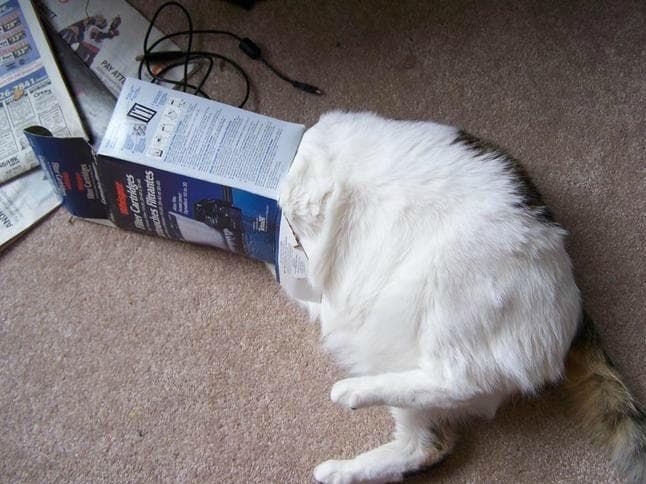 Коты запутались. Запутался в нитках. Котенок запутался. Кот запутался. Котик застрял.