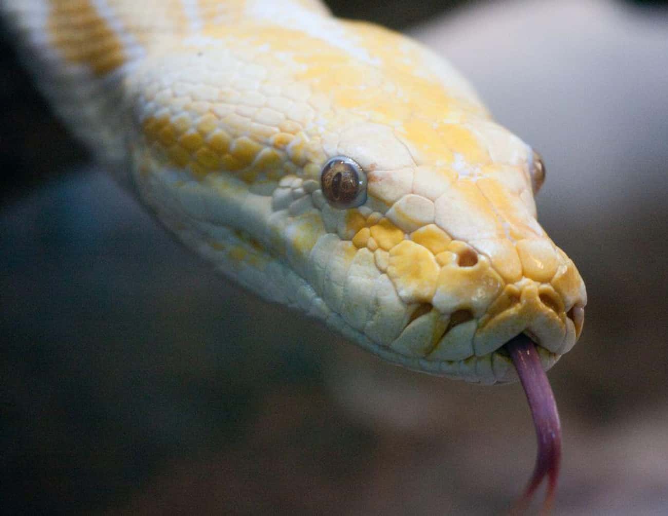 A Florida Couple Was Charged With Murder After Their Python Killed Their Two-Year-Old Daughter
