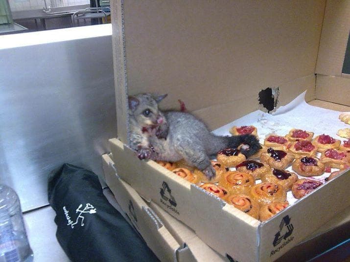 15+ Funny Pictures Of Possums That Are Too Lit