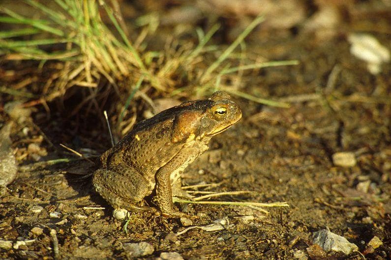 These Invasive Species in Australia Are Wreaking Absolute Havoc