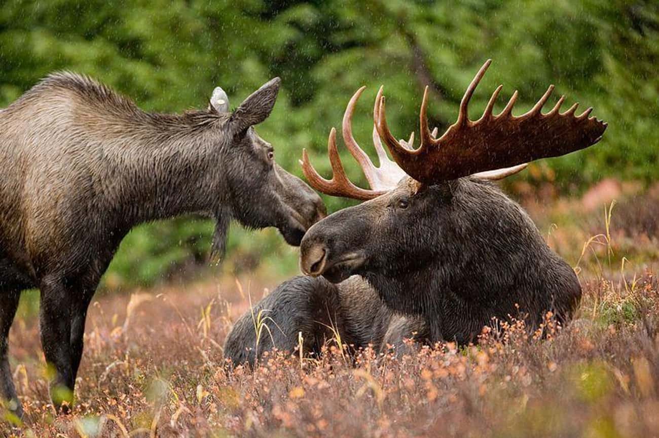 Alaska — Moose