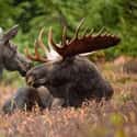 Alaska — Moose on Random Animal Most Likely To Kill You From Each State