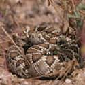 California — Several Species Of Rattlesnake on Random Animal Most Likely To Kill You From Each State