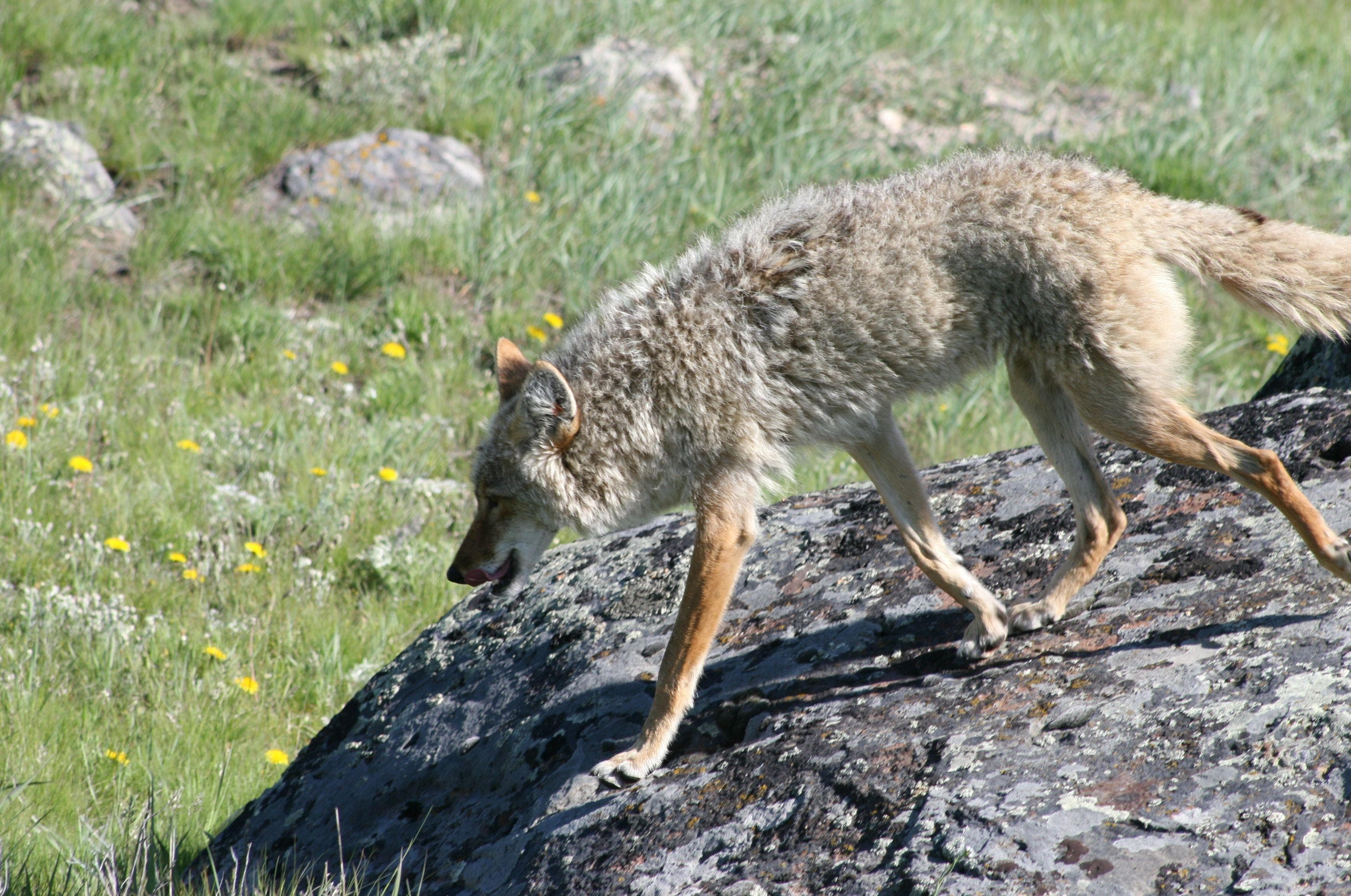 The Animal Most Likely To Kill You From Each State