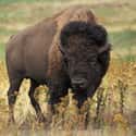North Dakota — Bison on Random Animal Most Likely To Kill You From Each State
