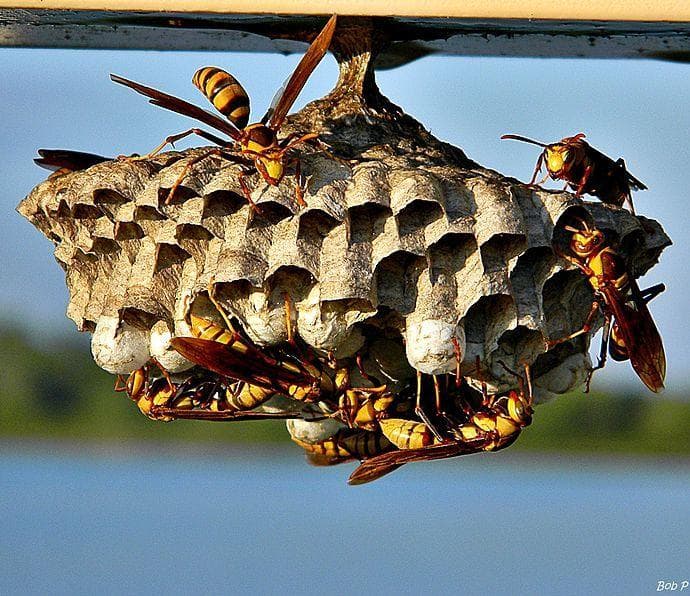 Осиное гнездо и пчелиное гнездо. Осиновая гнездо на коляске. Шершень обыкновенный гнездо. Как зимуют насекомые для дошкольников. Когда осы улетают из гнезда.