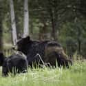 Kentucky — Black Bears on Random Animal Most Likely To Kill You From Each State