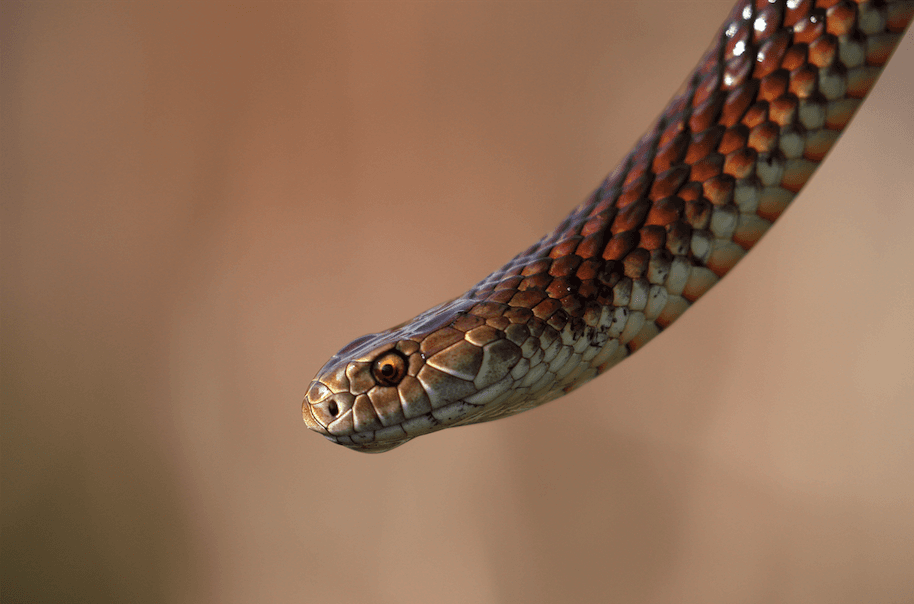 The Animal Most Likely To Kill You From Each State