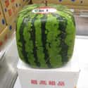 Prime Fruit In Japan Can Sell For Tens Of Thousands Of Dollars on Random Japan's Luxury Fruit Obsession, Where Melons Sell For Thousands